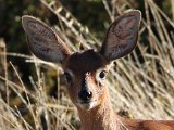 bokkie gesig